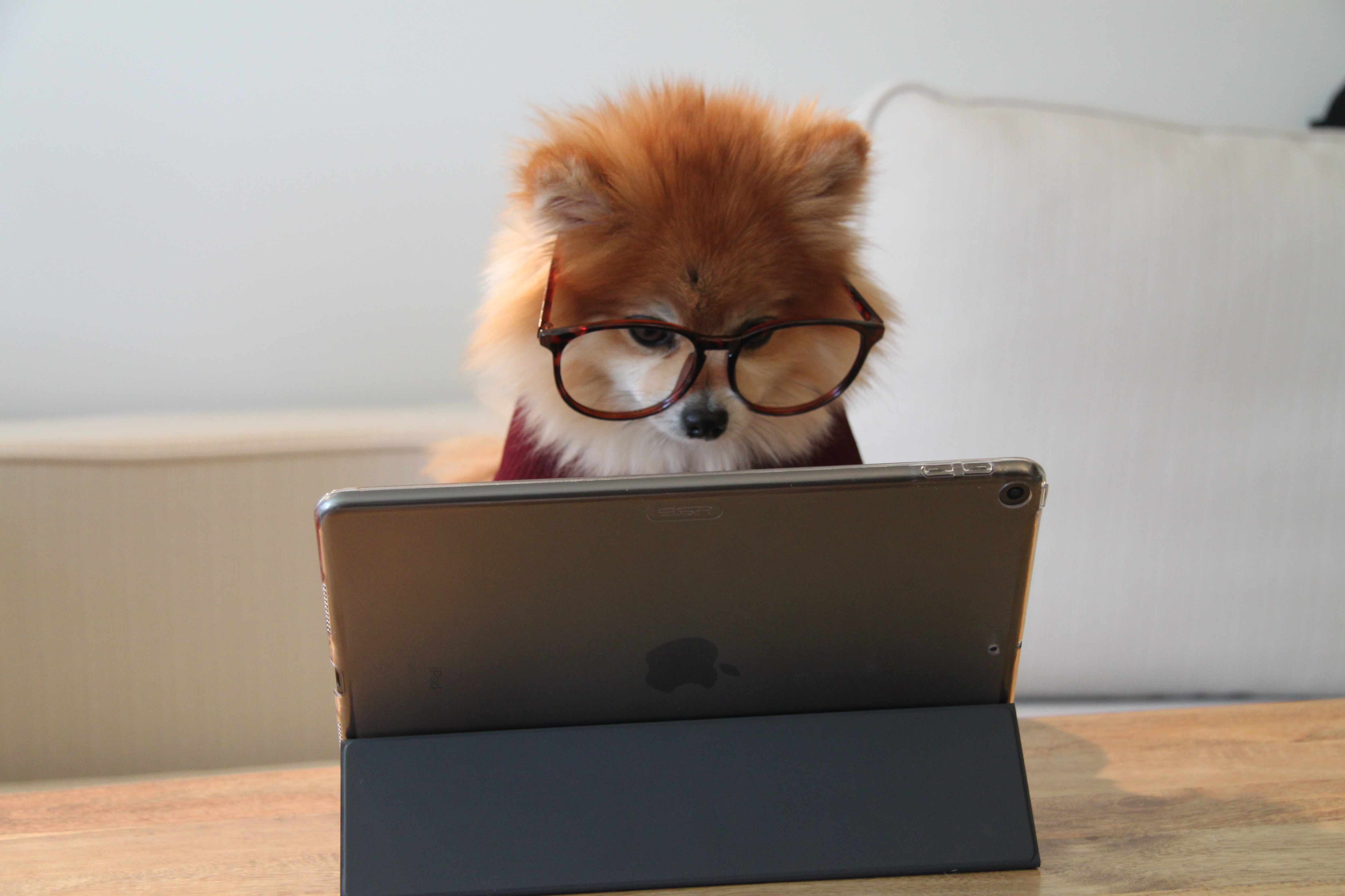 dog with glasses on looking at tablet for estatements