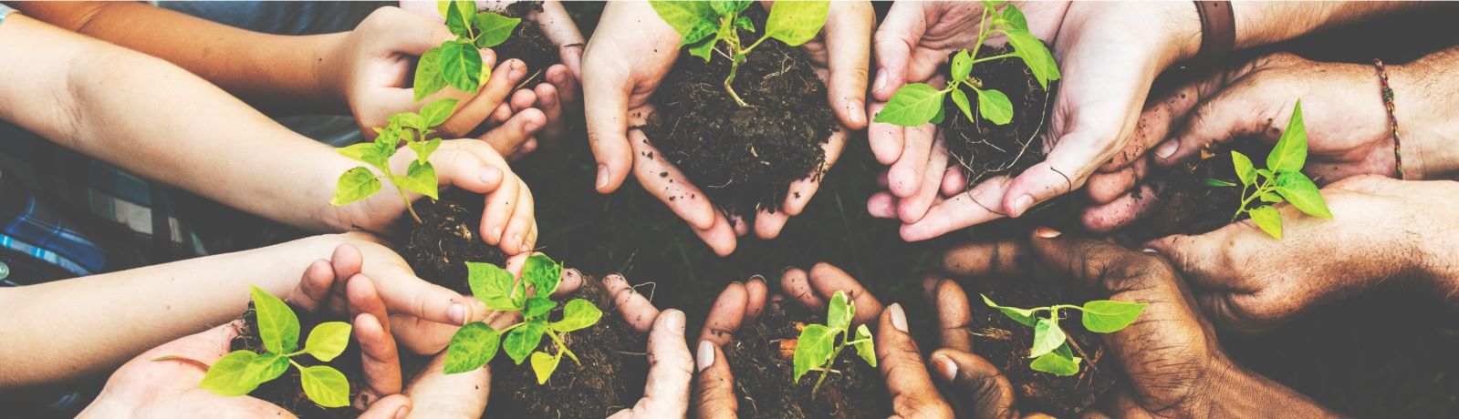 hands holding dirt and plants