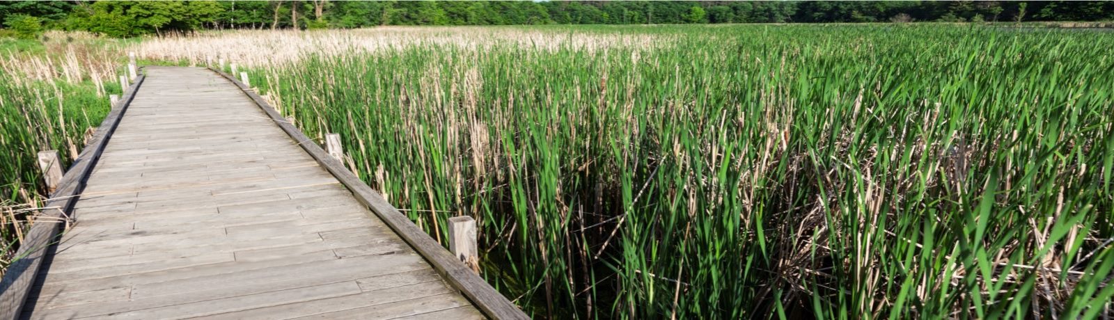 A picture of a boardwalk over a grassy wetland